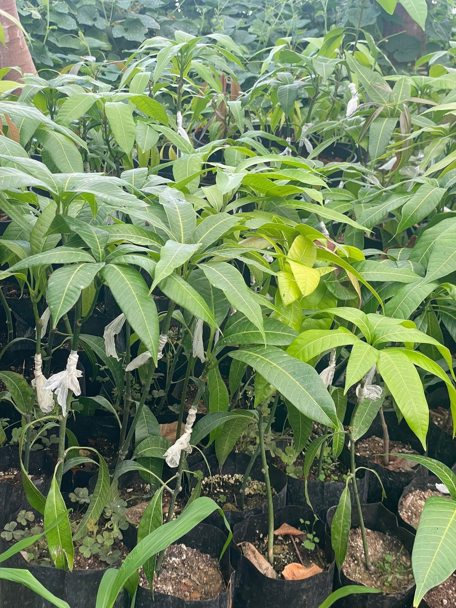 Mango Fidanları 